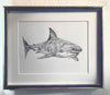 Shark!