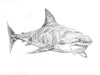 Shark!